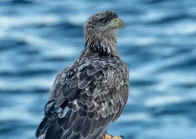Close-up of a eagle, with a blurred ocean background.